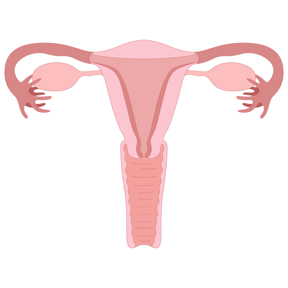 Picture-of-uterus_es